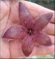 Stapelia hirsuta 1 jardin Rascal